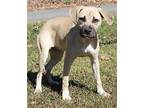 Elvira 38581 Black Mouth Cur Young Female