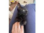 Shuri Domestic Shorthair Kitten Female