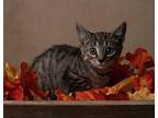 George Banks - In Foster Domestic Shorthair Kitten Male