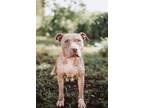 67287a Dilla American Staffordshire Terrier Adult Female