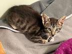 Huckleberry Domestic Shorthair Kitten Male