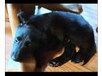 Rook Labrador Retriever Puppy Male