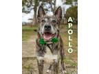 Adopt Apollo - $25 Adoption Fee Special a Dutch Shepherd