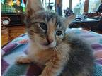 Pipsqueak Calico Kitten Female
