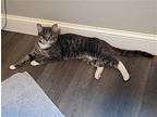 Odin Domestic Shorthair Adult Male