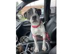 Daisy LR American Pit Bull Terrier Puppy Female