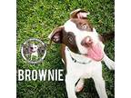 Brownie Yoakum Mixed Breed (Medium) Puppy Male