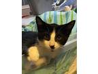 Charlie RB Domestic Shorthair Young Male