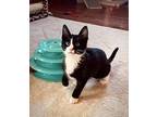 Banner Domestic Shorthair Young Male
