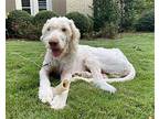 Falkor Great Pyrenees Young Male