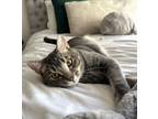 Adopt Marco Polo a Tabby