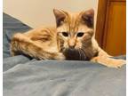 Adopt Stutton a Domestic Short Hair