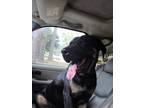 Adopt Romeo a Rottweiler, Black Labrador Retriever