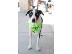 Adopt Hunter a Great Dane, Catahoula Leopard Dog