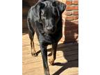 Adopt Bodhi a Black Labrador Retriever, Beauceron