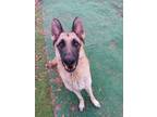 Adopt Bruce a German Shepherd Dog