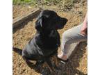Adopt Cyrus a Newfoundland Dog, Rottweiler
