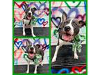 Adopt Luka a Pit Bull Terrier