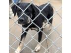 Adopt Cilantro a Labrador Retriever, German Shepherd Dog