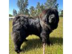 Adopt Inky a Tibetan Mastiff