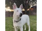 Adopt Paloma a Cattle Dog, Terrier