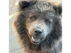 Adopt Barbie a Chow Chow