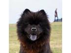 Adopt Mama Chow a Chow Chow