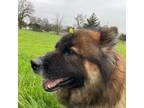 Adopt Amber a Shepherd, Chow Chow