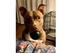 Adopt NUGGET a American Staffordshire Terrier, Mixed Breed