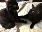 Adopt GRACE & MAX a American Shorthair