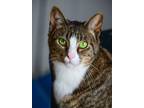 Adopt Sorbet a Domestic Short Hair, Tabby