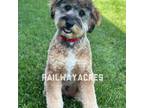 Mutt Puppy for sale in Milford, IN, USA