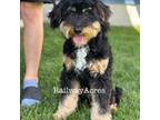 Mutt Puppy for sale in Milford, IN, USA