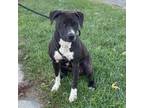 Adopt Escalade a American Staffordshire Terrier