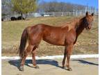 Adopt LUCILLE a Quarterhorse, Appaloosa