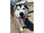 Adopt Stringbean a Siberian Husky