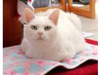 Adopt Lilypad- Foster or Adopt a British Shorthair