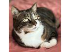 Adopt Fluff and Amelia **Courtesy Listing** a Domestic Short Hair