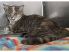 Adopt Cinnamon Twist (Special Needs: Injured) a Dilute Calico, Torbie