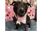 Adopt LONDON a Pit Bull Terrier, Mixed Breed
