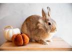 Adopt Tater Swift a Lionhead