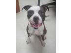 Adopt Weezy a Staffordshire Bull Terrier