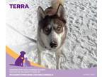 Adopt Terra a Husky