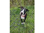 Adopt Wanda a Pit Bull Terrier, Mixed Breed