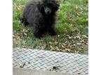 Poodle (Toy) Puppy for sale in Yakima, WA, USA