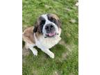 Adopt Nana a Saint Bernard