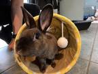 Adopt Haru a Mini Rex