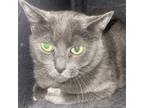 Adopt Melanie a Domestic Short Hair