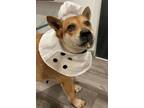 Adopt Foxy a Corgi, Shiba Inu