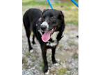 Adopt Sadie a Border Collie, Retriever